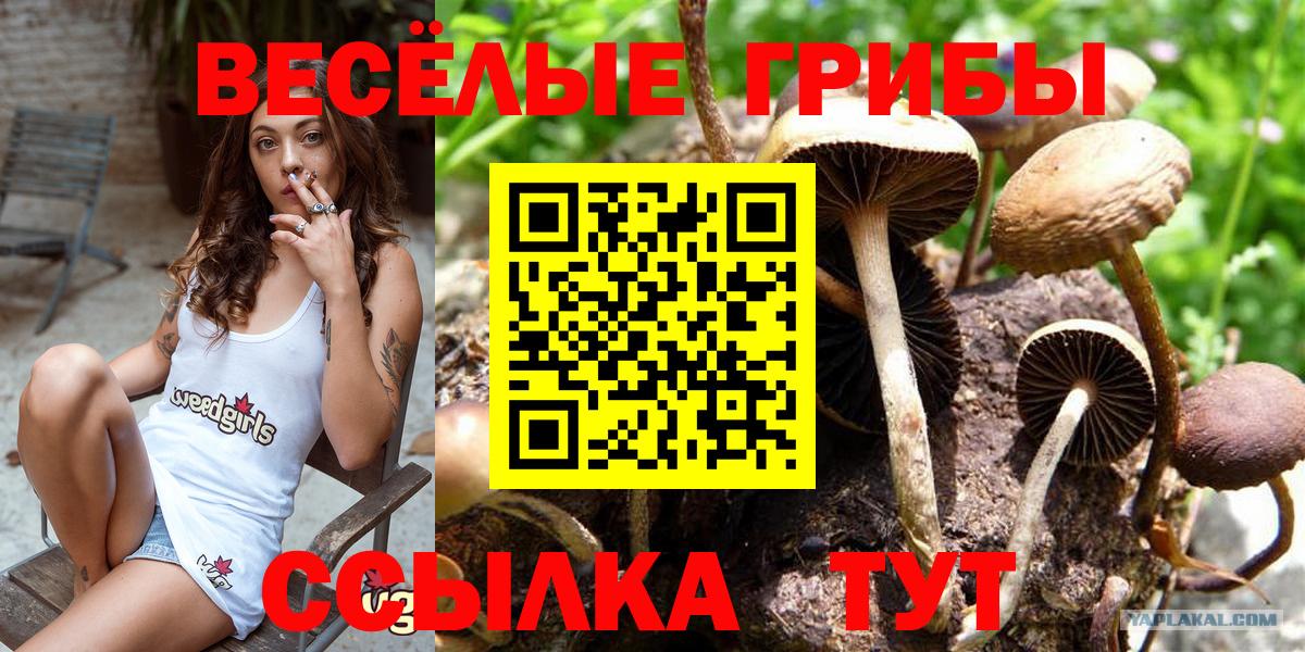 Норильск  Галлюциногенные грибы прущие грибы  Вход с VPN 